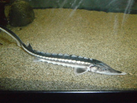 Фото Севрюга