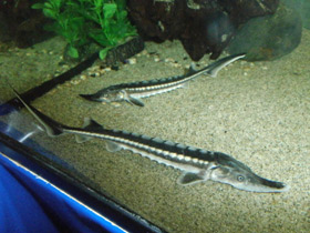 Фото Севрюга