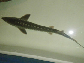 Фото Севрюга