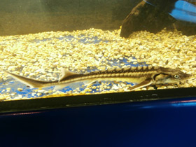 Фото Европейский осётр