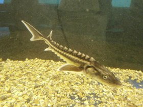 Фото Европейский осётр