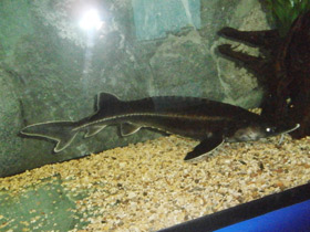 Фото Бестер