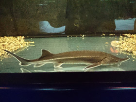 Фото Бестер