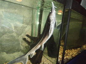 Фото Бестер