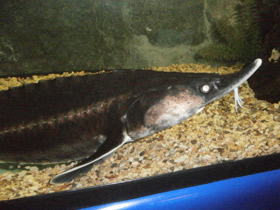 Фото Бестер