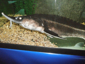 Фото Бестер