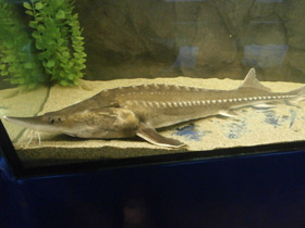 Фото Калуга