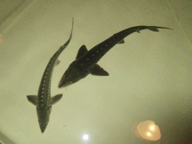 Фото Калуга