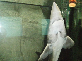 Фото Калуга