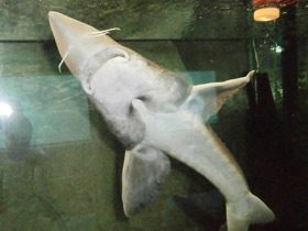 Фото Калуга