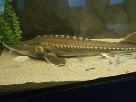 Фото Калуга