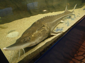 Фото Калуга