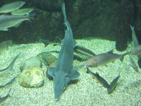 Фото Калуга