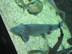 Фото Калуга