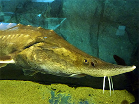 Фото Калуга