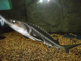 Смотреть фото Белуга Фото Белуга