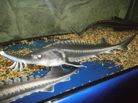 Смотреть фото Белуга Фото Белуга