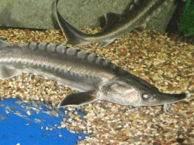 Смотреть фото Белуга Фото Белуга