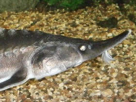 Смотреть фото Белуга Фото Белуга