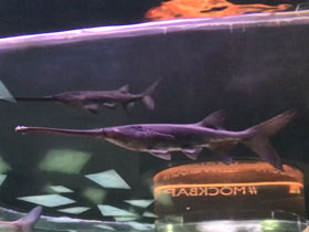 Фото Веслонос