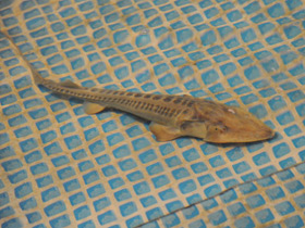 Фото Амударьинский лжелопатонос