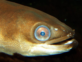 Угорь. Рыба-феномен