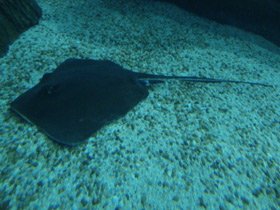 Смотреть фото Американский хвостокол Фото Американский хвостокол