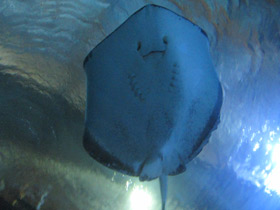 Смотреть фото Американский хвостокол Фото Американский хвостокол