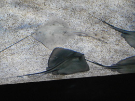 Смотреть фото Морской кот Фото Морской кот