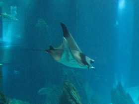 Смотреть фото Европейская мобула Фото Европейская мобула