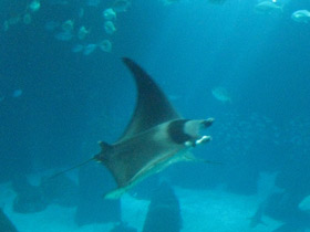 Смотреть фото Европейская мобула Фото Европейская мобула