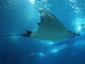 Смотреть фото Европейская мобула Фото Европейская мобула