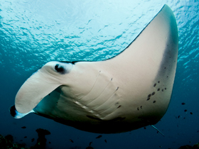 Фото Manta alfredi