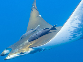 Фото Чилийский дьявол