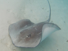 Фото Pateobatis fai