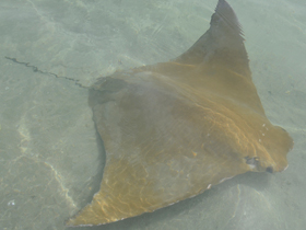 Фото Яванский бычерыл