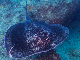 Фото Taeniurops meyeni