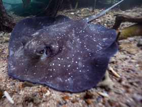 Фото Urogymnus granulatus