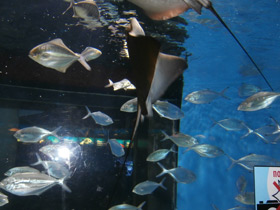 Фото Обыкновенный орляк