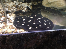 Фото Скат  Леопольди