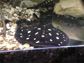 Фото Скат  Леопольди