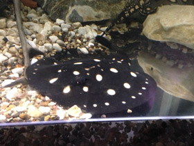 Фото Скат  Леопольди