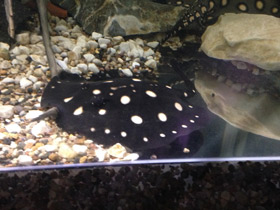 Фото Скат  Леопольди