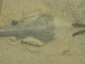 Фото Glaucostegus cemiculus