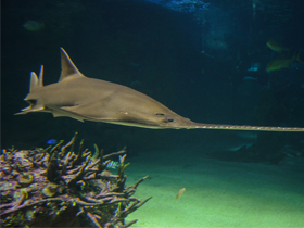 Фото Зелёный пилорыл