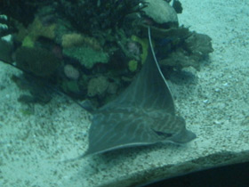 Смотреть фото Бычий орляк Фото Бычий орляк