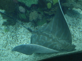 Смотреть фото Бычий орляк Фото Бычий орляк