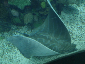 Смотреть фото Бычий орляк Фото Бычий орляк