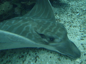 Смотреть фото Бычий орляк Фото Бычий орляк