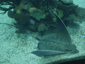 Смотреть фото Бычий орляк Фото Бычий орляк